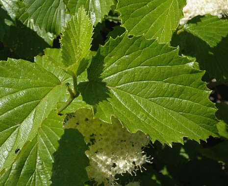 Upper Surface of Leaves