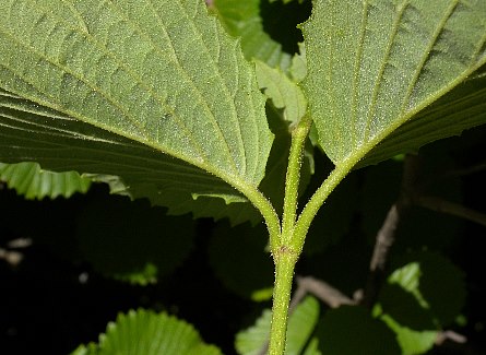 Stem & Lower Leaf Surface