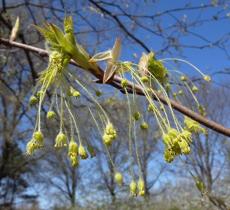 Spring Flowers