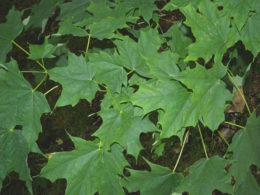 Mature Leaves