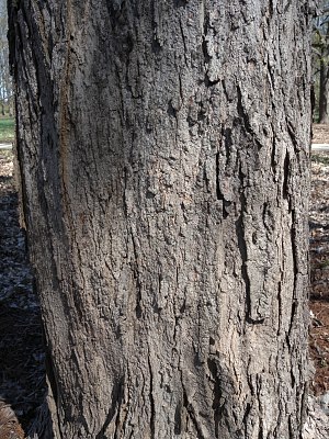 Trunk Bark