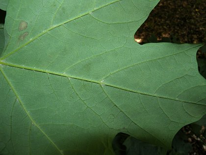 Leaf Underside