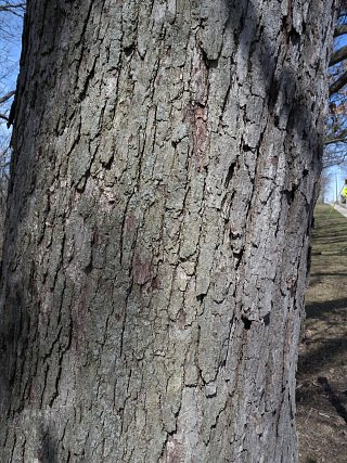 white oak bark