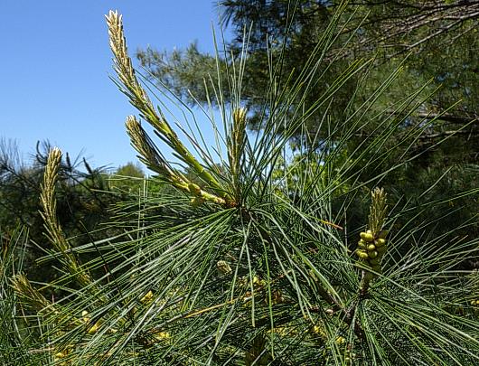 5' Long Needle Pine Tree w/ Cones