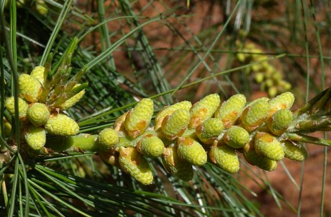 Eastern White Pine (Pinus strobus)