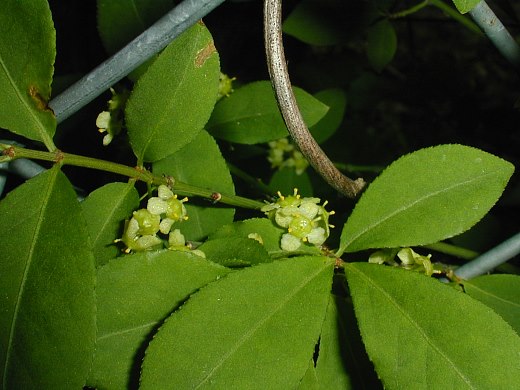 Euonymus alatus - Fusain aile / Burning Bush - Nos végétaux - Jardin2m