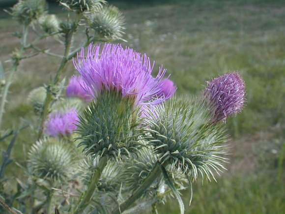 Image of Bull thistle (Cirsium vulgare) free to use
