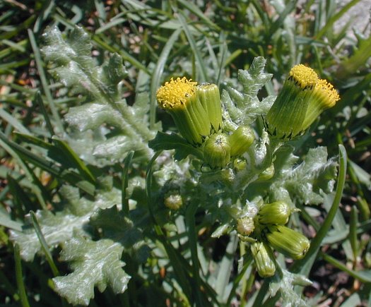 Common Groundsel vulgaris)