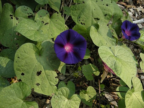 Image of Ipomoea purpurea wild morning glory