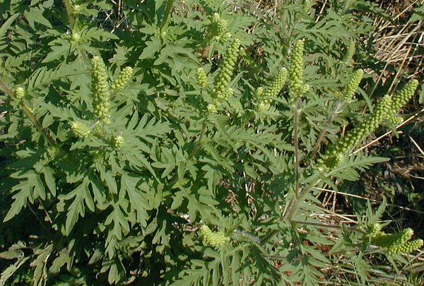 Image result for common ragweed