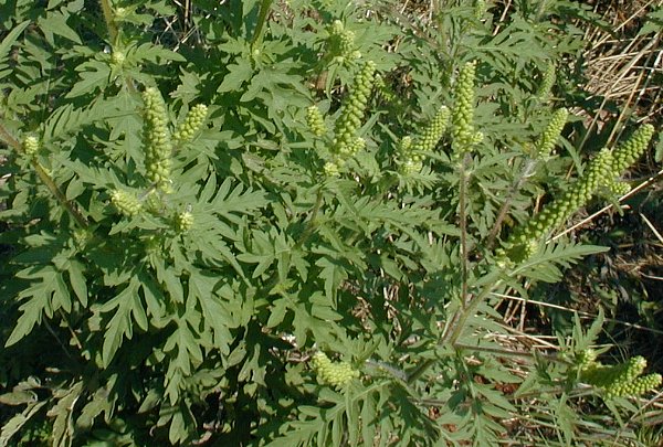 Common Ragweed (Ambrosia artemisiifolia)