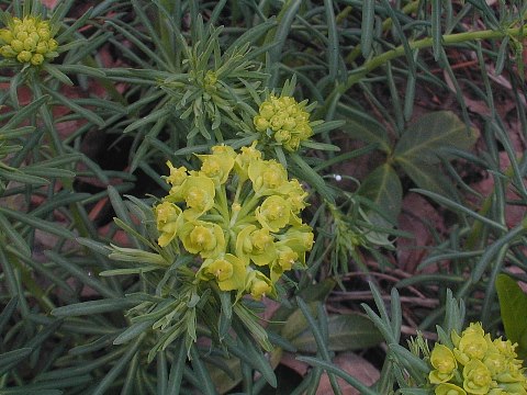 Image of Cypress spurge plant with yellow leaves