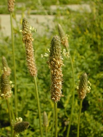 Image of English plantain weed