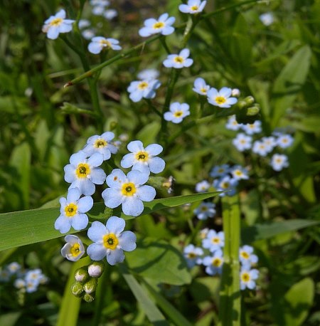 True Forget-Me-Not (Myosotis scorpioides)