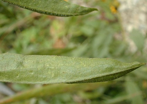 Frost Aster (Symphyotrichum pilosum)