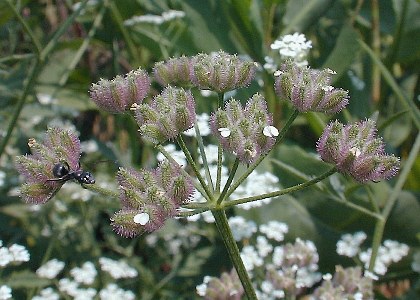 Common Hedge Parsley Torilis Arvensis