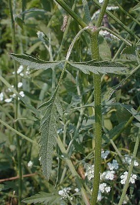 Common Hedge Parsley Torilis Arvensis