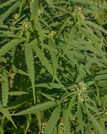 Marijuana Dispensaries In La