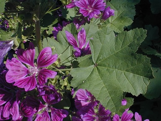 Image of Mallow (Malva spp.) flower