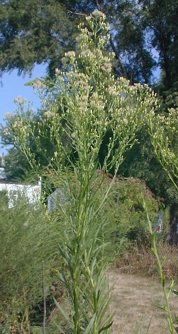 Horseweed (Conyza canadensis)