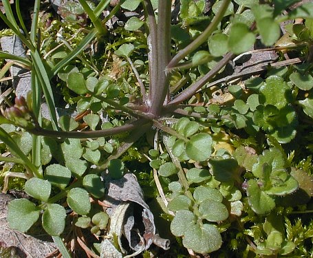 Pennsylvania Bitter Cress (Cardamine pensylvanica)