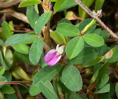 Image of A Japanese clover plant with several flowers