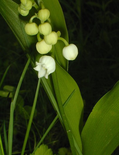 Fragrant lily of the valley typically blooms in May