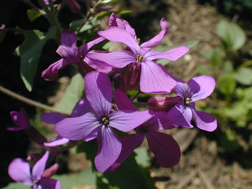LUNARIA-- 30+ USA seeds. Purple heirloom flowers! Honesty, money plant