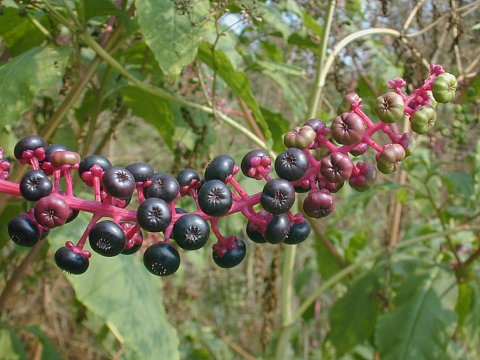 Purple Alert Common Pokeweed Uc Weed Science Anr Blogs