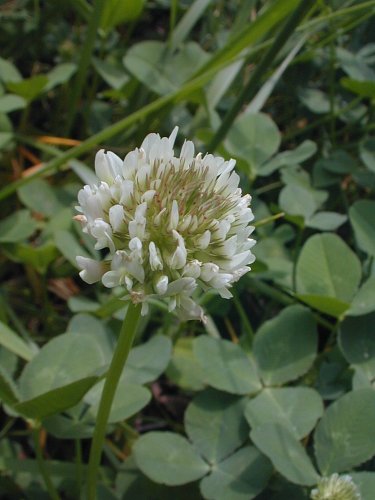 is white clover toxic to dogs