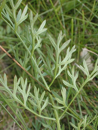 Wild Carrot (Daucus carota)
