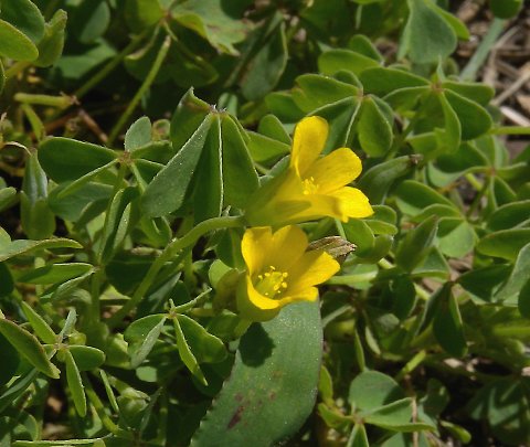 Yellow Wood Sorrel Oxalis Stricta Yellow Wood Sorrel Oxalis Stricta