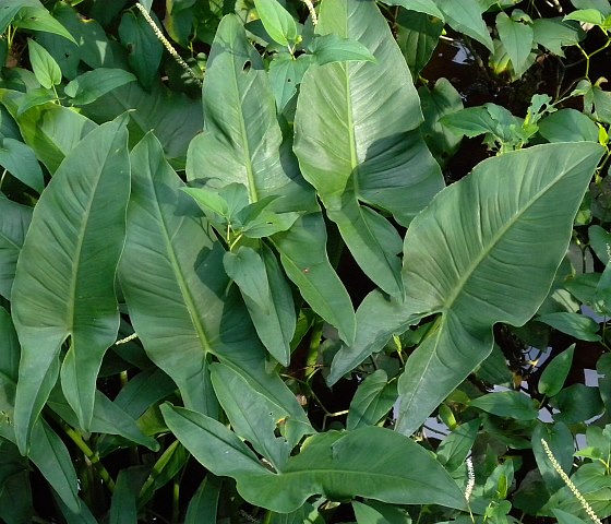 Colony of Plants