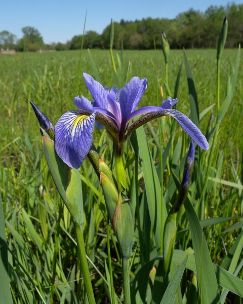Blue flag iris discount