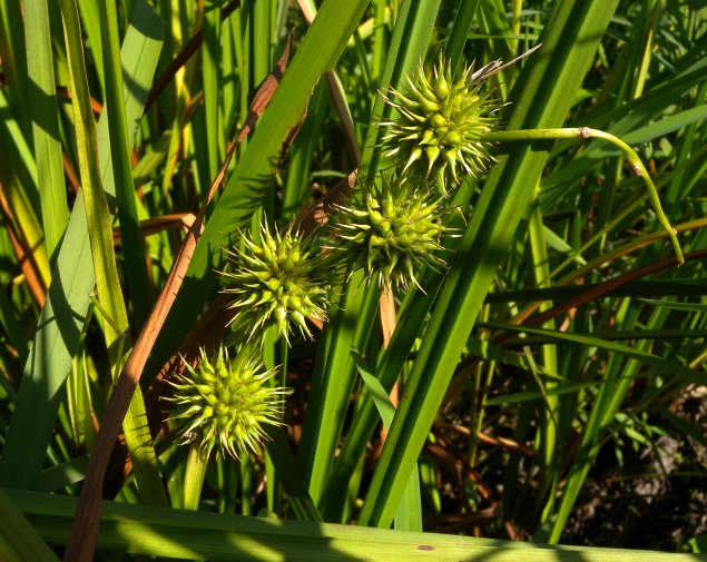 bur seed fruits