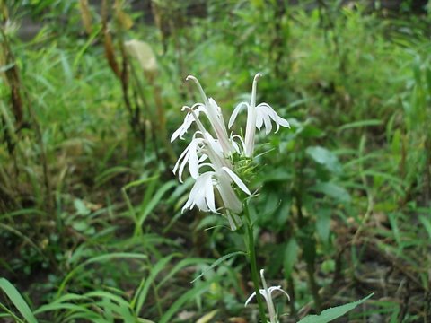 are blue cardinal flower native to il - Church Meated