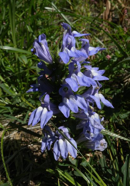 Great Blue Lobelia: Lobelia siphilitica · NaturaLista Mexico