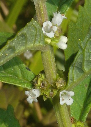 Close-up of Flowers