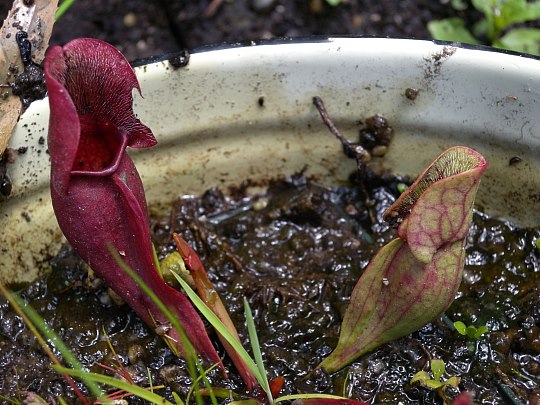 north Carolina purpurea Pitcher Plant (Sarracenia purpurea) / november plant's flora