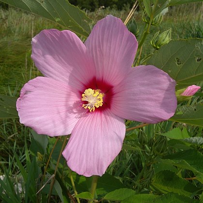 Swamp mallow sales