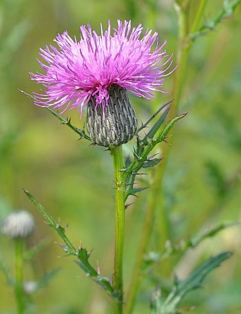 Image of Thistle wildflower