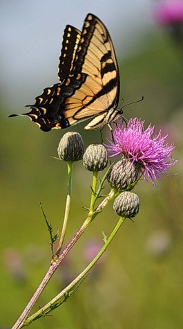 Tiger Swallowtail Nectaring at Flowerhead