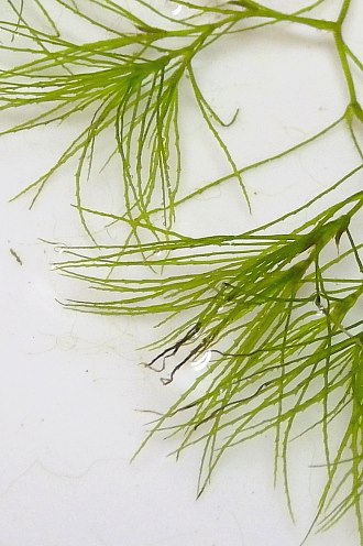 Close-up of Toothed Leaves