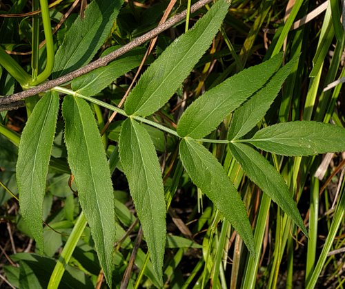 Water Parsnip (Sium suave)