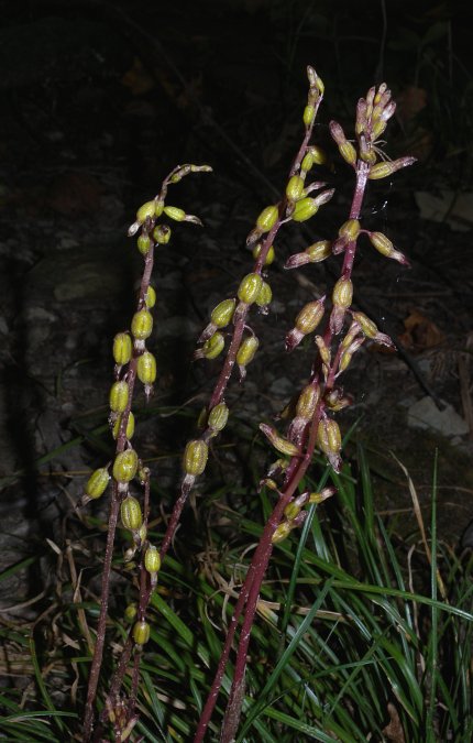 Flowering Stalks