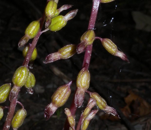 Seed Capsules & Cleistogamous Flowers