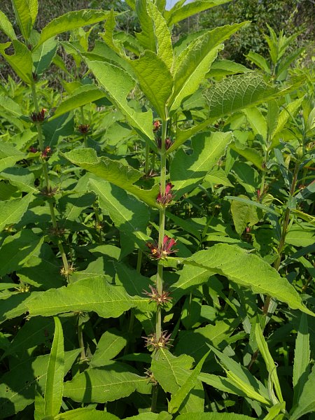 Early Horse Gentian (Triosteum aurantiacum aurantiacum)