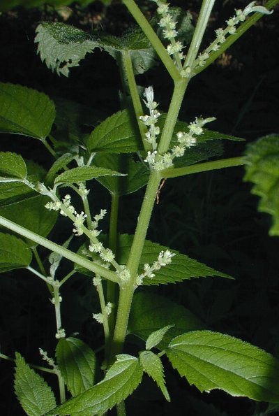 False Nettle Plants (Boehmeria cylindrica)