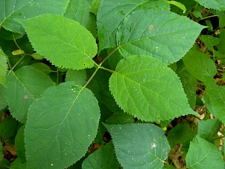 Image of Hydrangea arborescens leaf