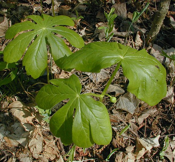 Mayapple (Podophyllum peltatum)